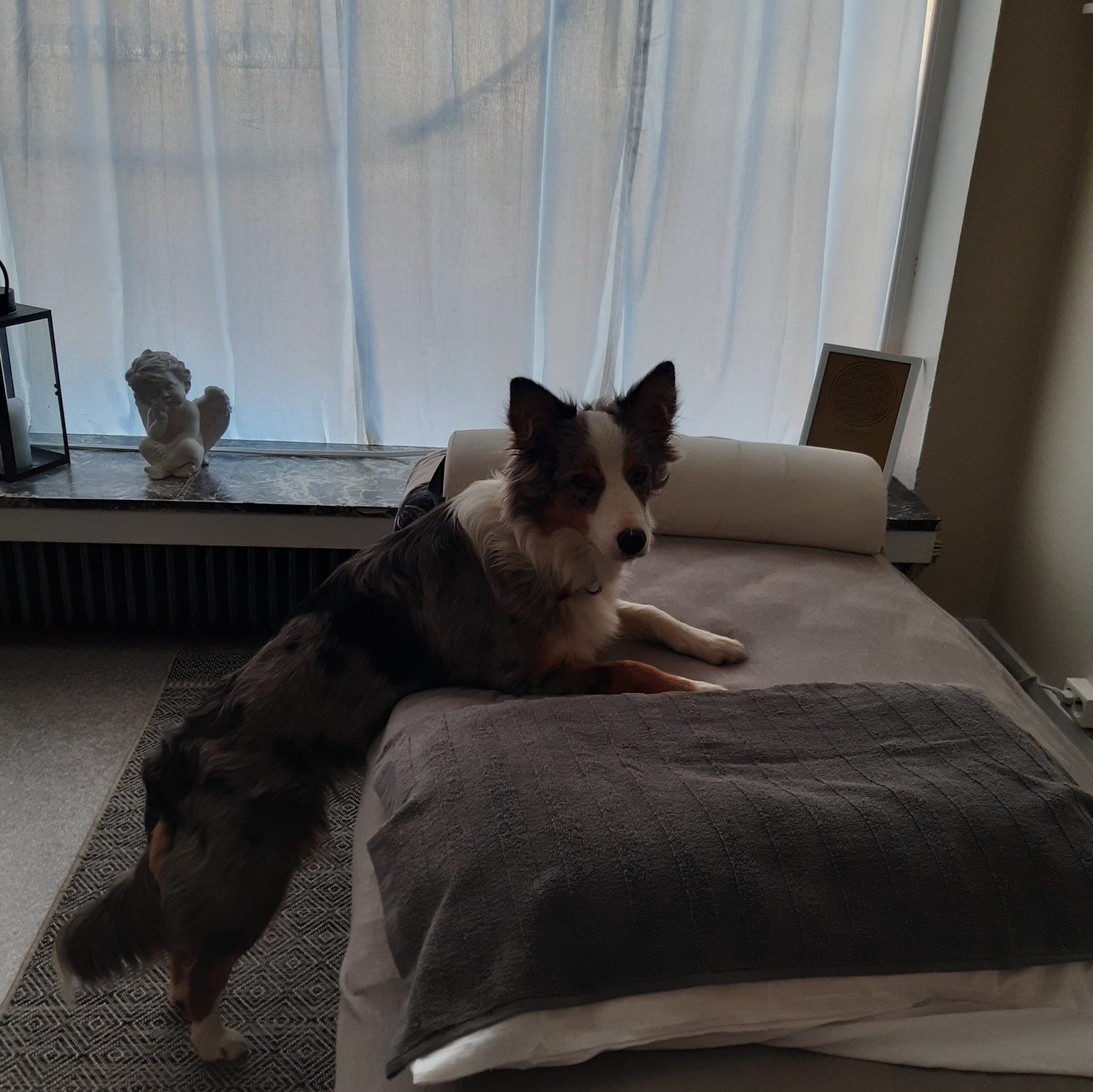 Behandlingar för djur