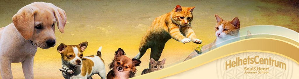 Utbildning i Djurkommunikation hos Helhetscentrum